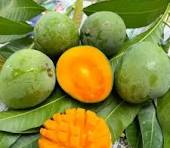 রাজশাহীর খাঁটি গোবিন্দ ভোগ আম - Image 3