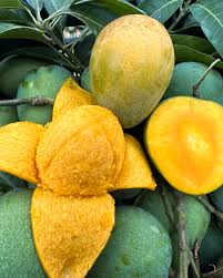 রাজশাহীর খাঁটি হিমসাগর আম - Image 3